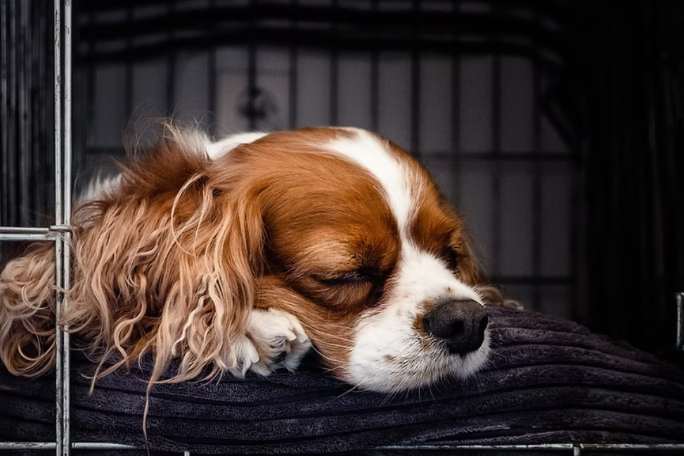 Cavalier King Charles Spaniel