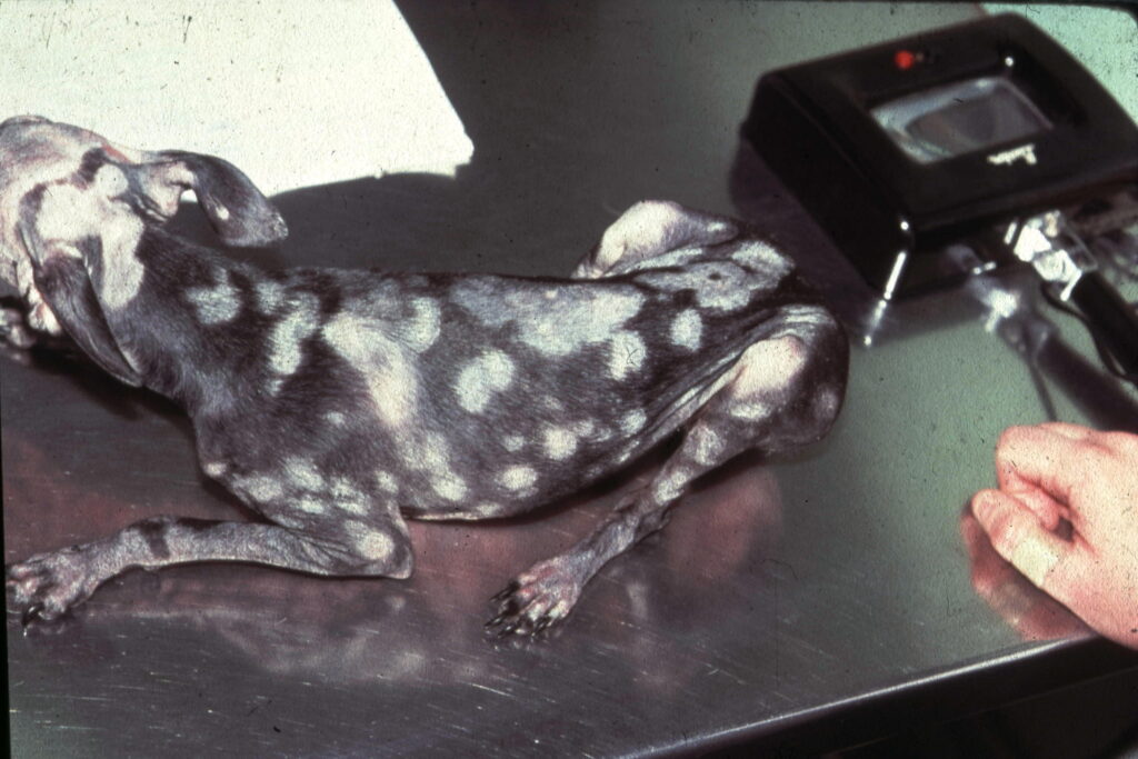 diagnosis-demystified-vet-tests-and-tools-explained