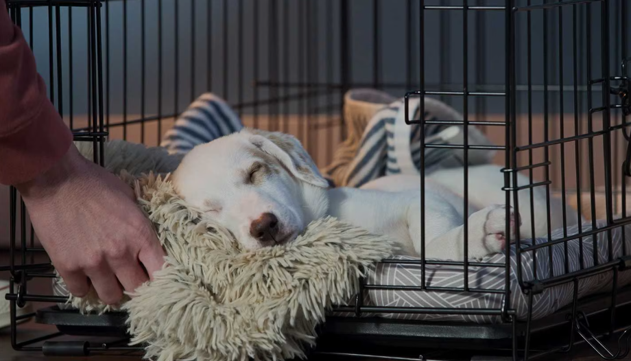 First thing: Potty praise, then short play. Consistency builds fast results.