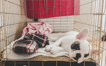 How to Crate Train a Puppy at Night Without the Endless Whining (USA Tips 2026)