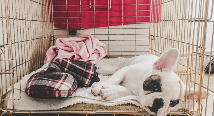 How to Crate Train a Puppy at Night Without the Endless Whining (USA Tips 2026)