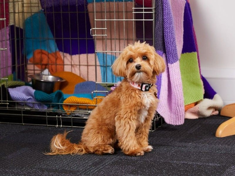 Tips to Make Crate Training Smoother for These Breeds