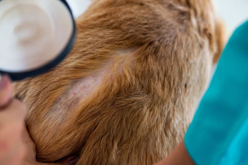 spotting-the-signs-what-ringworm-looks-like-on-your-dogs-skin