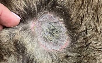 what-does-ringworm-look-like-on-a-dog-breed-risks