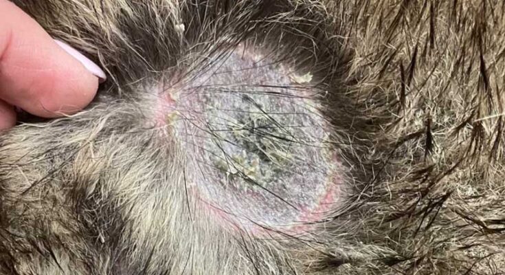 what-does-ringworm-look-like-on-a-dog-breed-risks