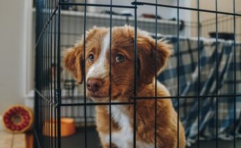 Struggling with your puppy whining in the crate at night or during the day? Discover the real reasons behind it and simple, vet-approved USA tips to calm them quickly – no more sleepless nights for you or your pup! Why Is My Puppy Whining in the Crate