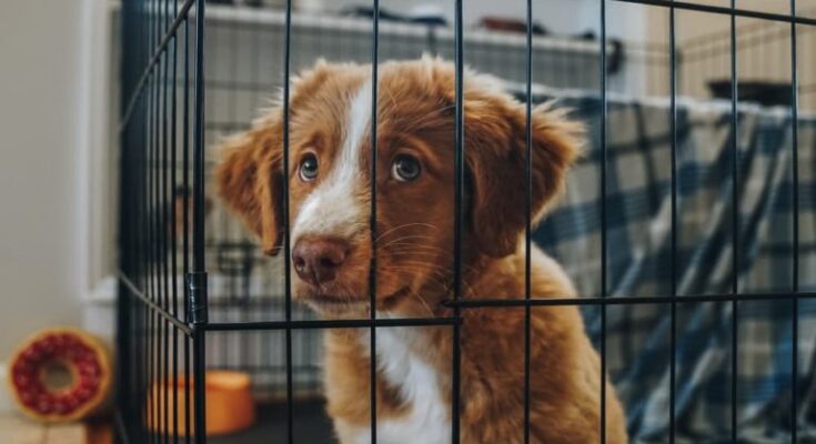 Struggling with your puppy whining in the crate at night or during the day? Discover the real reasons behind it and simple, vet-approved USA tips to calm them quickly – no more sleepless nights for you or your pup! Why Is My Puppy Whining in the Crate