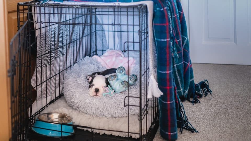 Why Is My Puppy Whining in the Crate